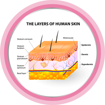 The layers of human skin.